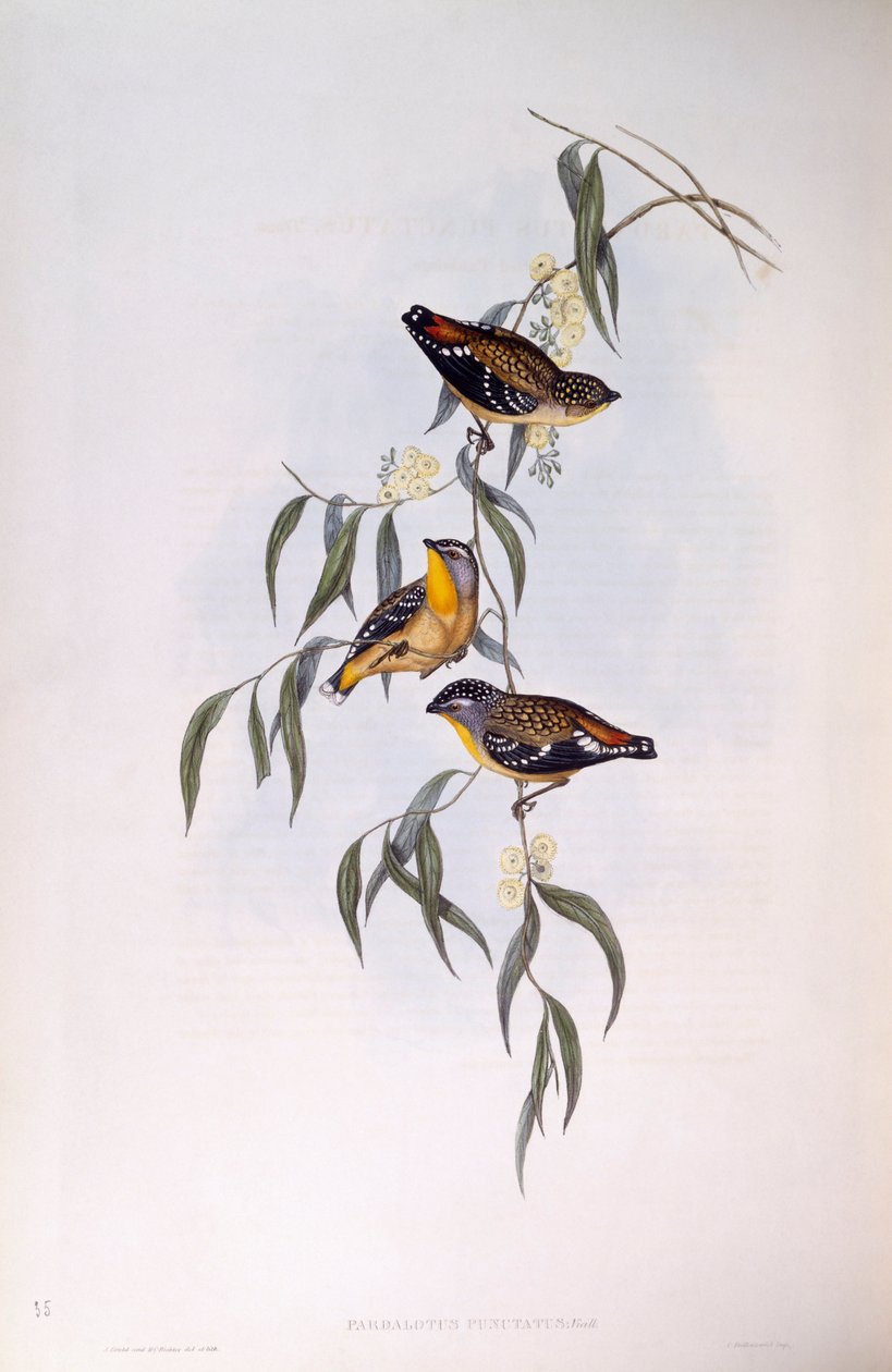 Foltos pardalote (Pardalotus punctatus), John Gould metszete alkotó: John Gould