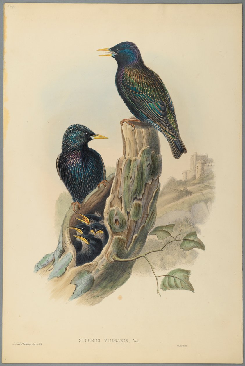 Seregély: Sturnus Vulgaris (Linn) (színes lito szőtt papíron) alkotó: John Gould