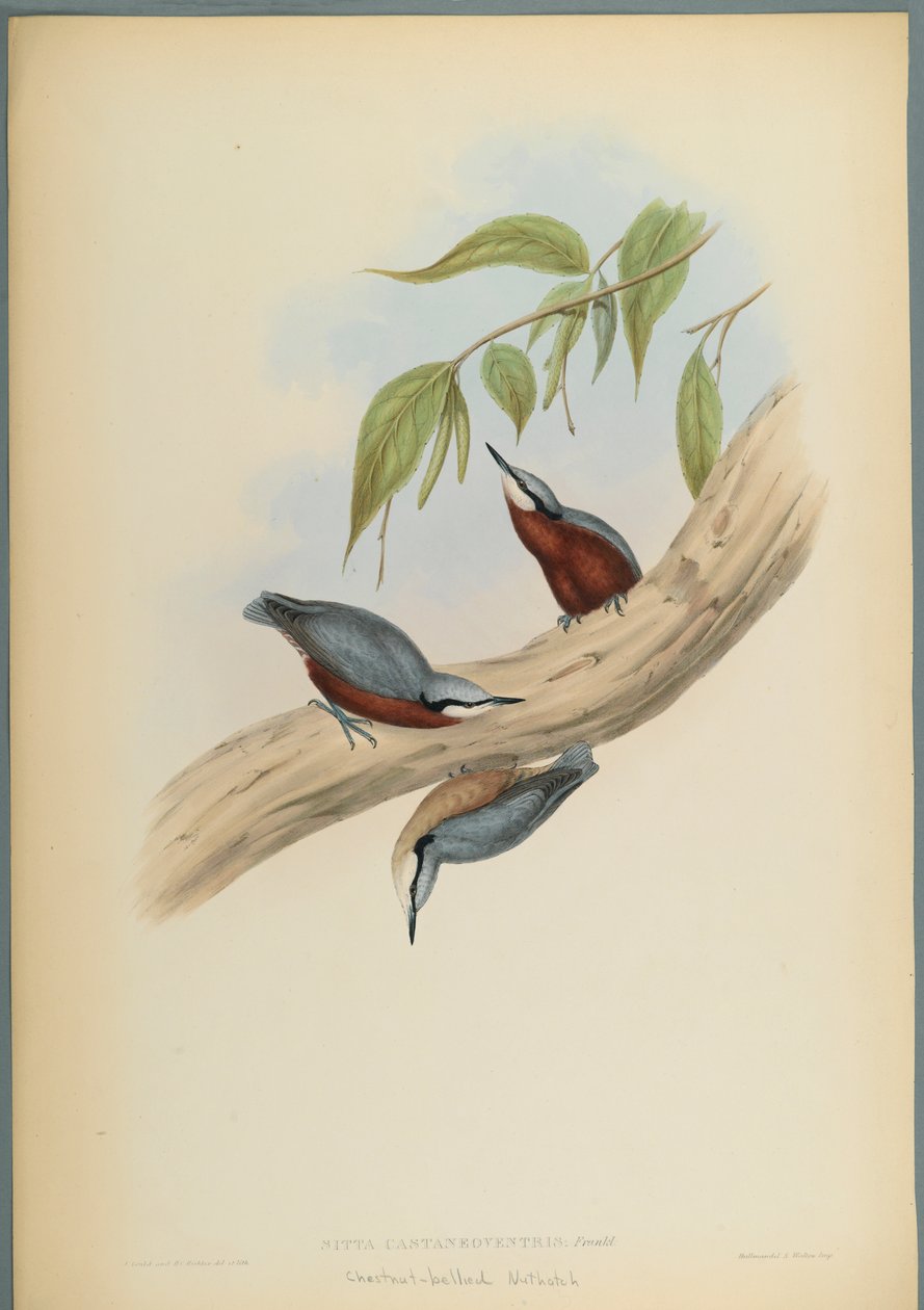 Stila Castaneoventris, gesztenyehasú dió (színes lito szőtt papíron) alkotó: John Gould