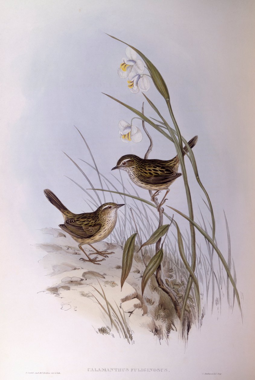 Harántcsíkolt kalamantus (Calamanthus fuliginosus), John Gould metszet alkotó: John Gould