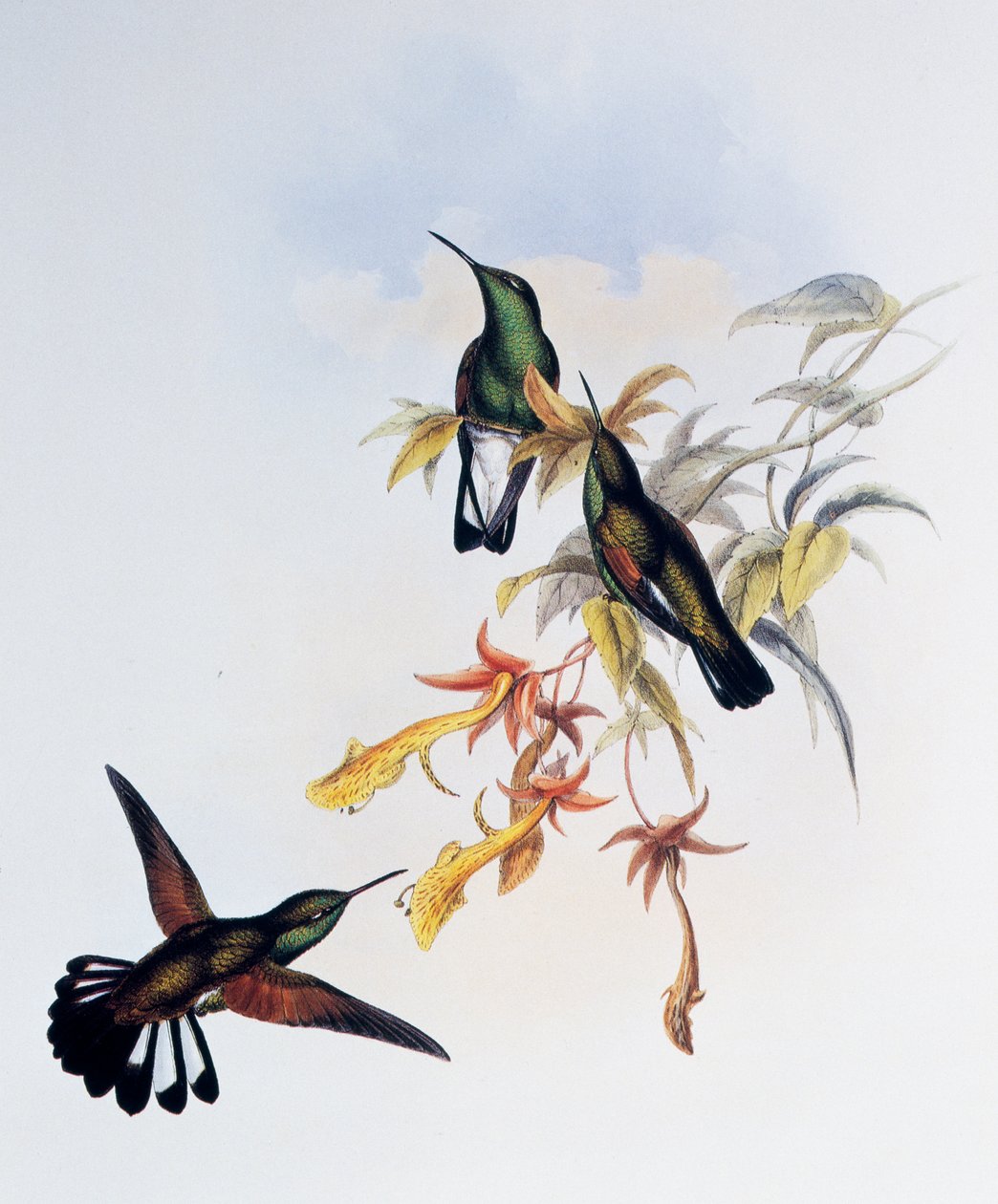 Csíkfarkú kolibri (Eupherusa eximia), metszet a Monograph of Trochilidae or Humming Birds (1849-1861) című kötetből, John Gould (1804-1881), Egyesült Királyság. alkotó: John Gould