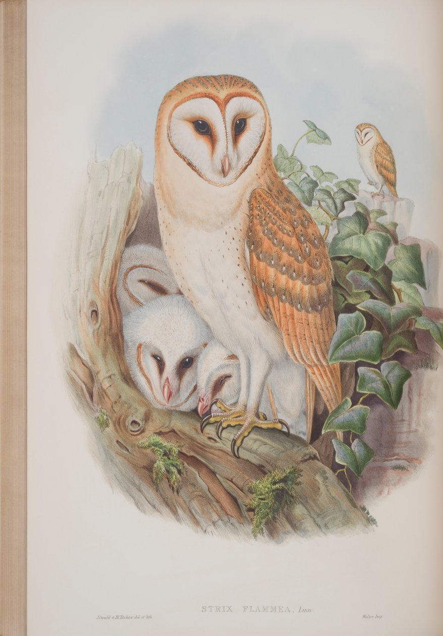 Strix Flammea, tányér a The Birds of Great Britain-ből, John Gouldtól, 1862-73 között (kézzel színezett litó) alkotó: John Gould