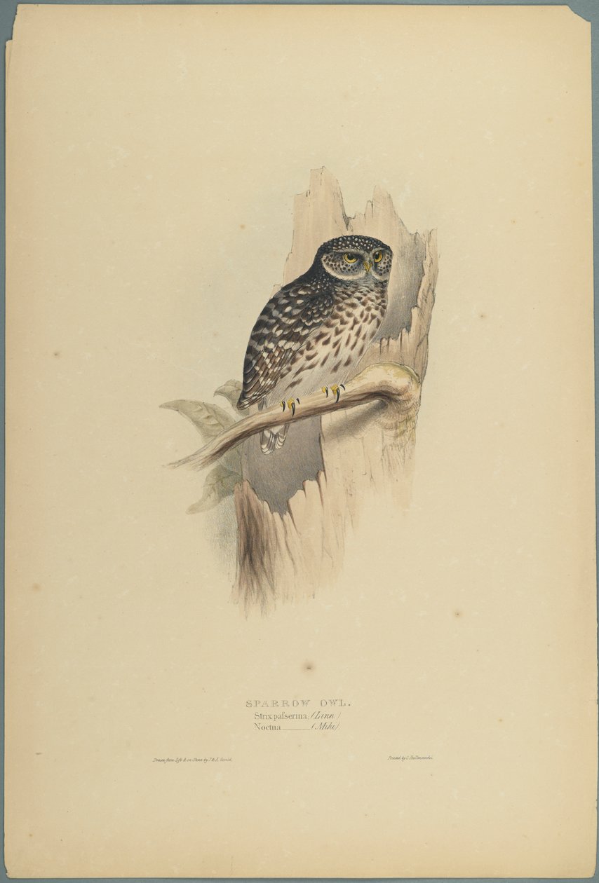 Strix Pafsernia - Noctua (színes lito szőtt papíron) alkotó: John Gould