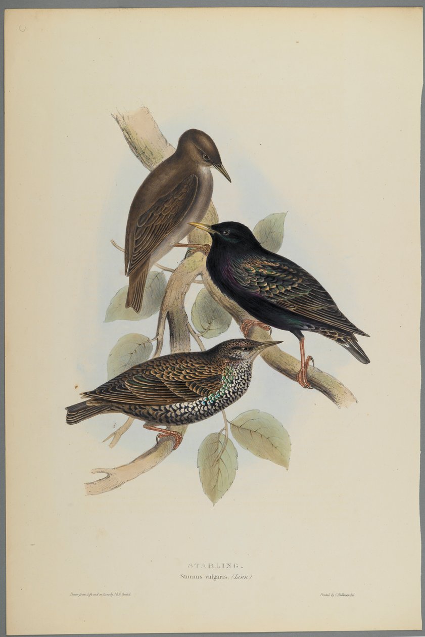 Sturnus Vulgaris - Starling (színes lito szőtt papíron) alkotó: John Gould