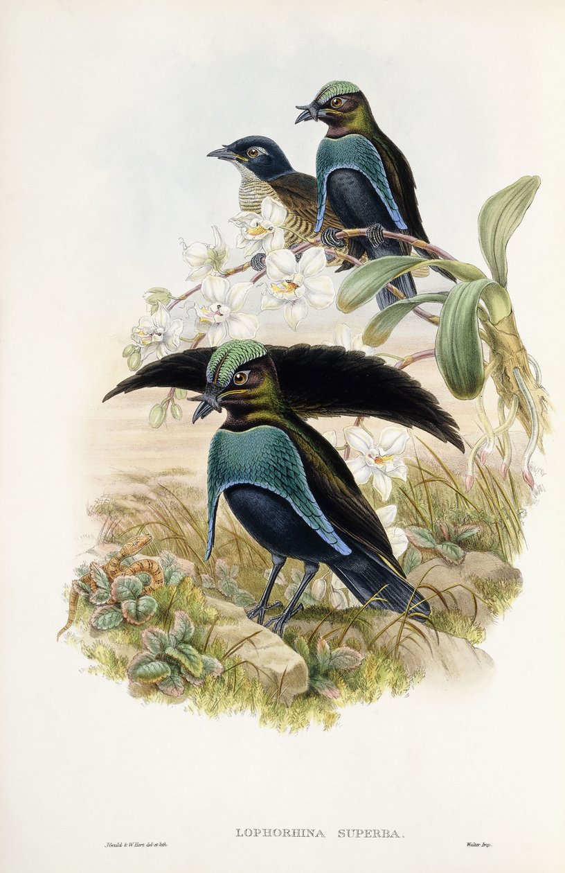 Nagyszerű Paradicsommadár alkotó: John Gould