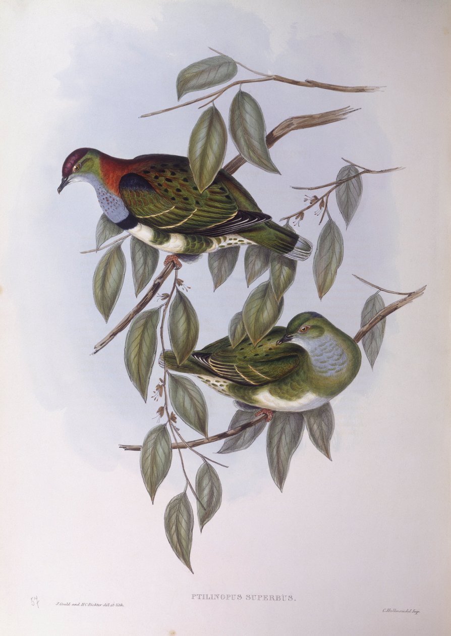 Kiváló gyümölcsgalamb (Ptilinopus superbus), John Gould metszete alkotó: John Gould