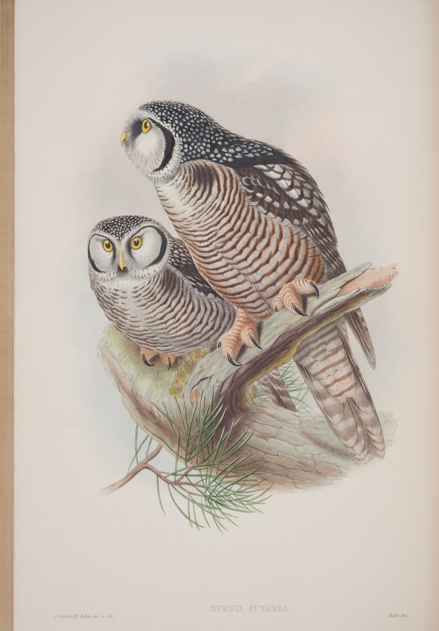Surnia Funerea, John Gould The Birds of Great Britain tányérja, 1862-73 (kézzel színezett litho) alkotó: John Gould