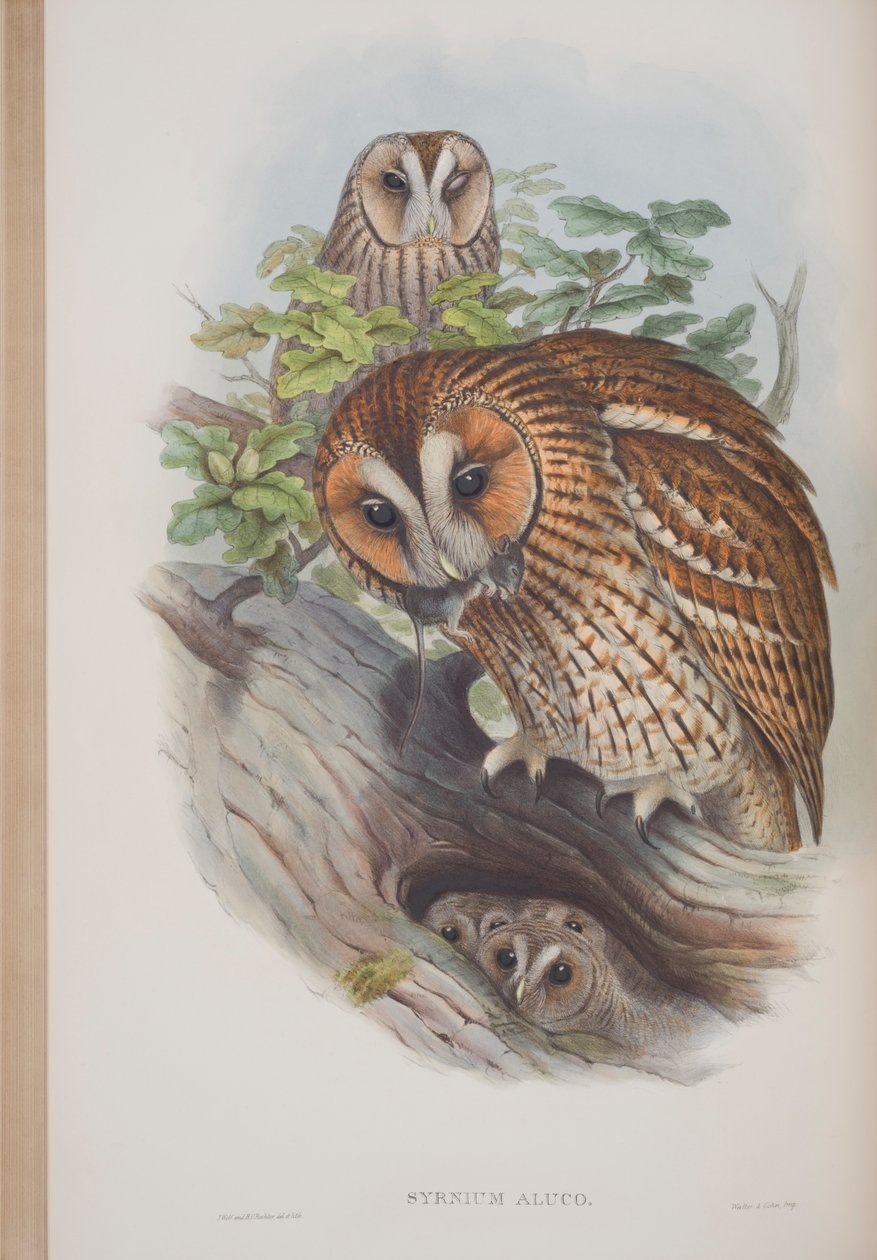 Syrnium Aluco, John Gould The Birds of Great Britain tányérja, 1862-73 (kézzel színezett litho) alkotó: John Gould