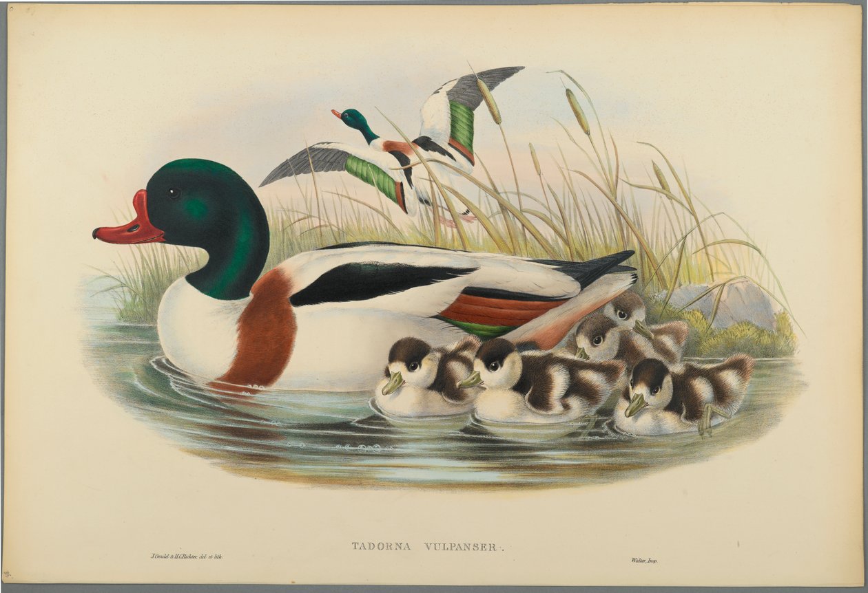 Tadorna Vulpanser: Sheldrake (színes lito szőtt papíron) alkotó: John Gould