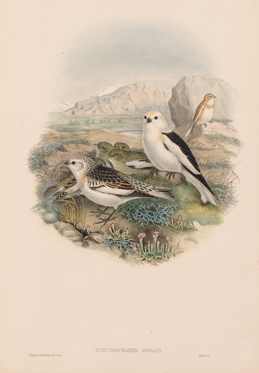 Nagy-Britannia madarai: Plestrophanes nivalis. alkotó: John Gould