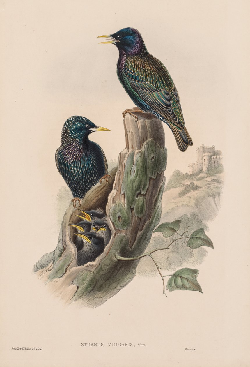 Nagy-Britannia madarai: Sturnur vulgaris. alkotó: John Gould