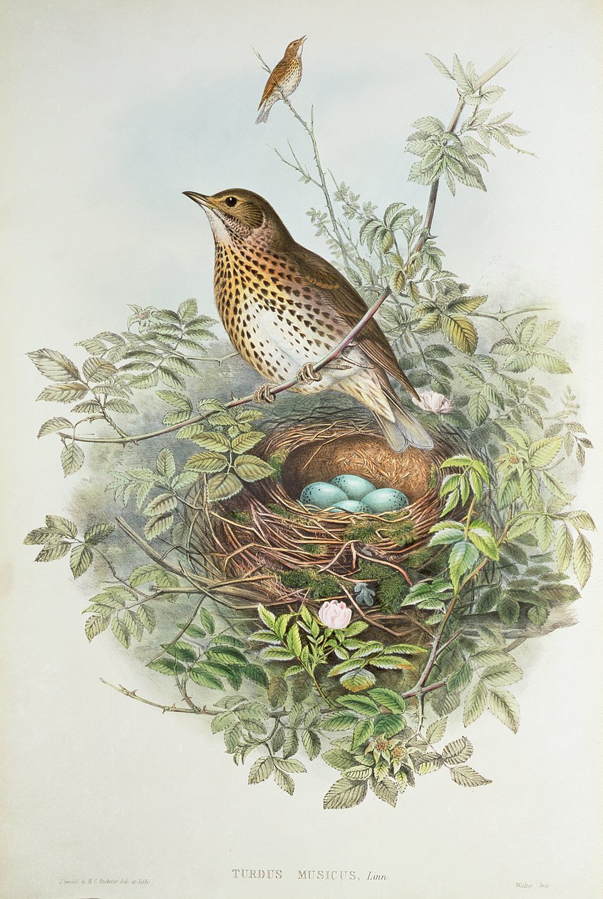 Rigó a fészkével (színes litó) alkotó: John Gould