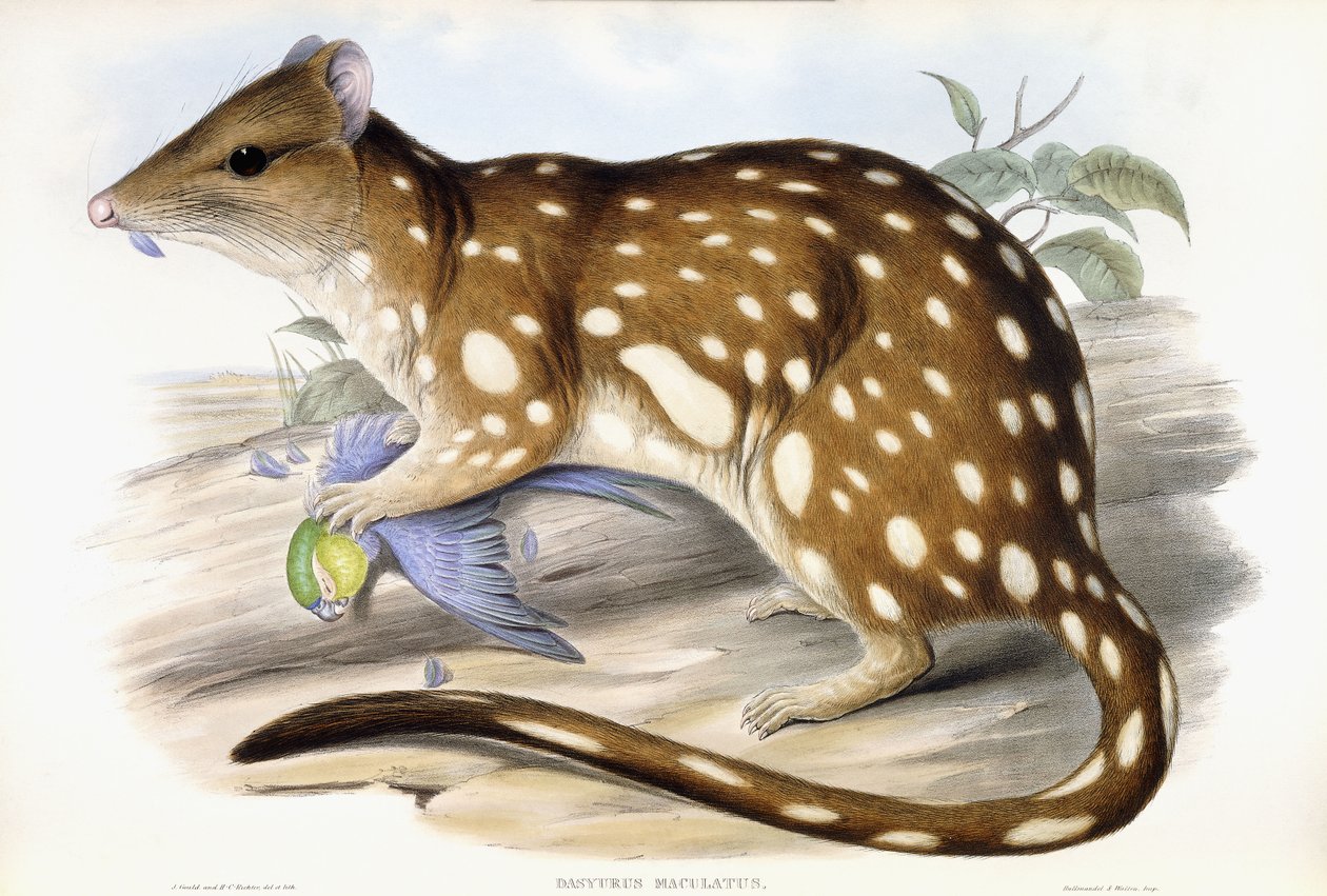 Tigris Quoll alkotó: John Gould