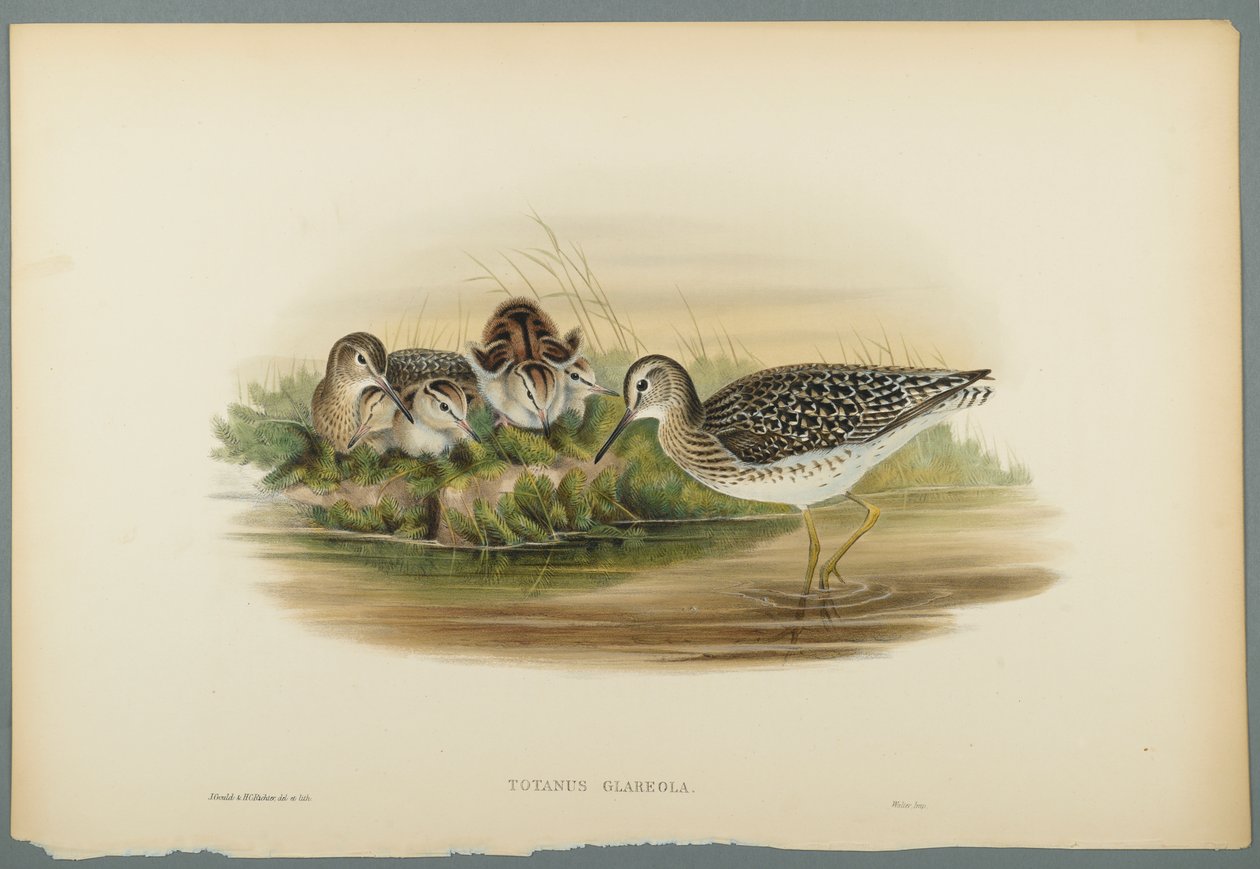 Totanus Glareola - Wood Sandpiper (színes lito szőtt papíron) alkotó: John Gould