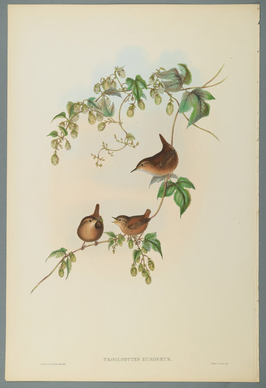 Troglodytes Europaeus – közönséges ökörfarkas (színes lito szőtt papíron) alkotó: John Gould