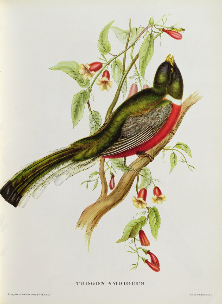 Trogon Ambiguus a „Trópusi madarak”-ból, 19. század (színes litho) alkotó: John Gould