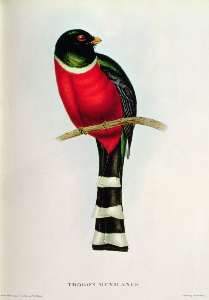Trogon Mexicanus alkotó: John Gould