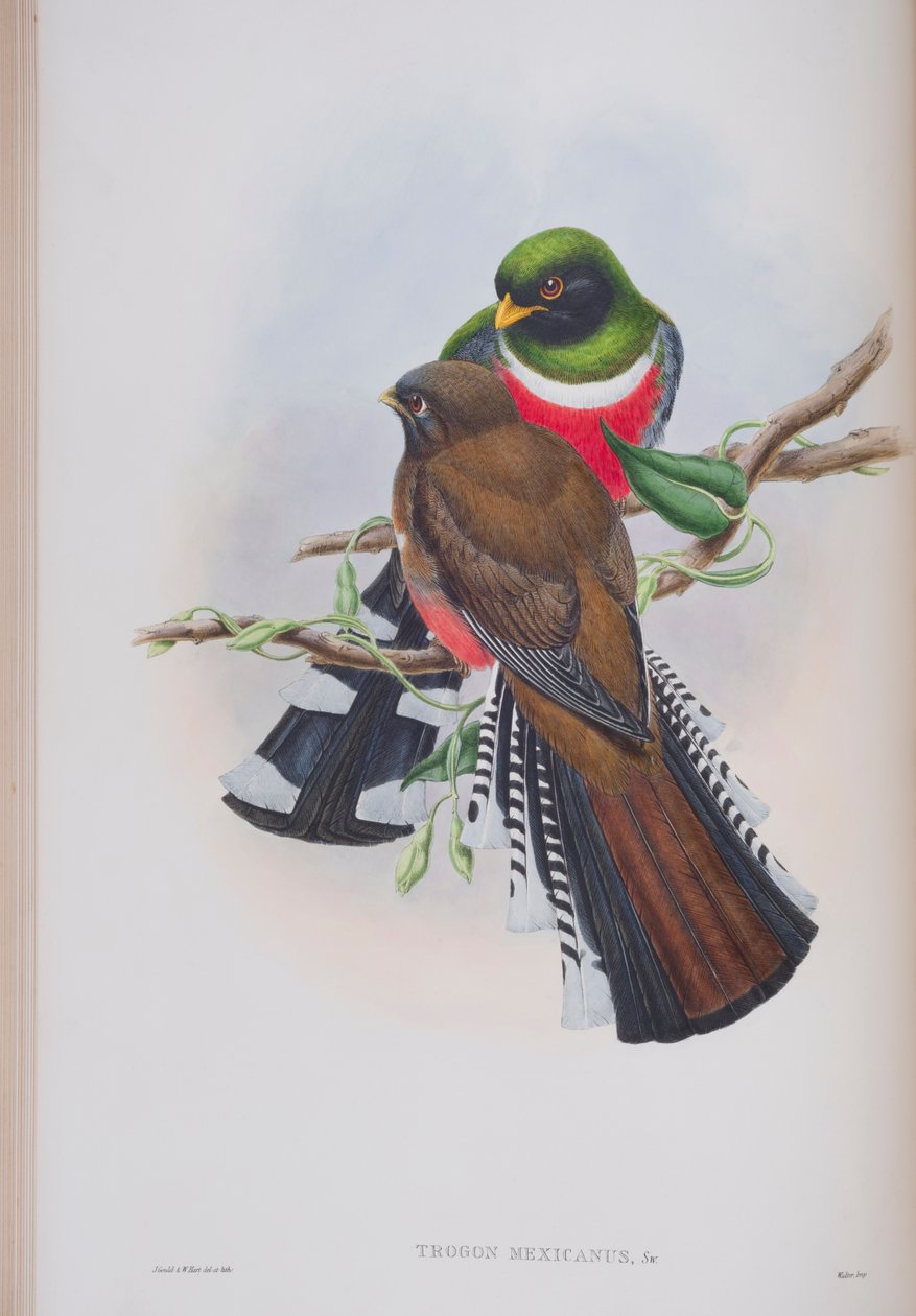 Trogon Mexicanus, tábla a The Birds of Great Britain-ből, John Gouldtól, 1862-73 (kézzel színezett litó) alkotó: John Gould