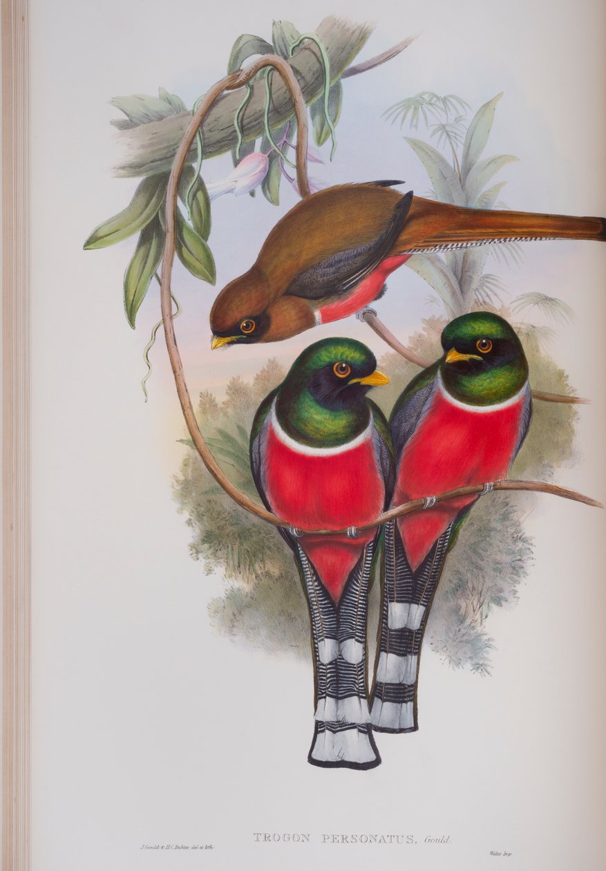 Trogon Personatus, lemez a The Birds of Great Britain-ből, John Gouldtól, 1862-73 között (kézzel színezett litó) alkotó: John Gould