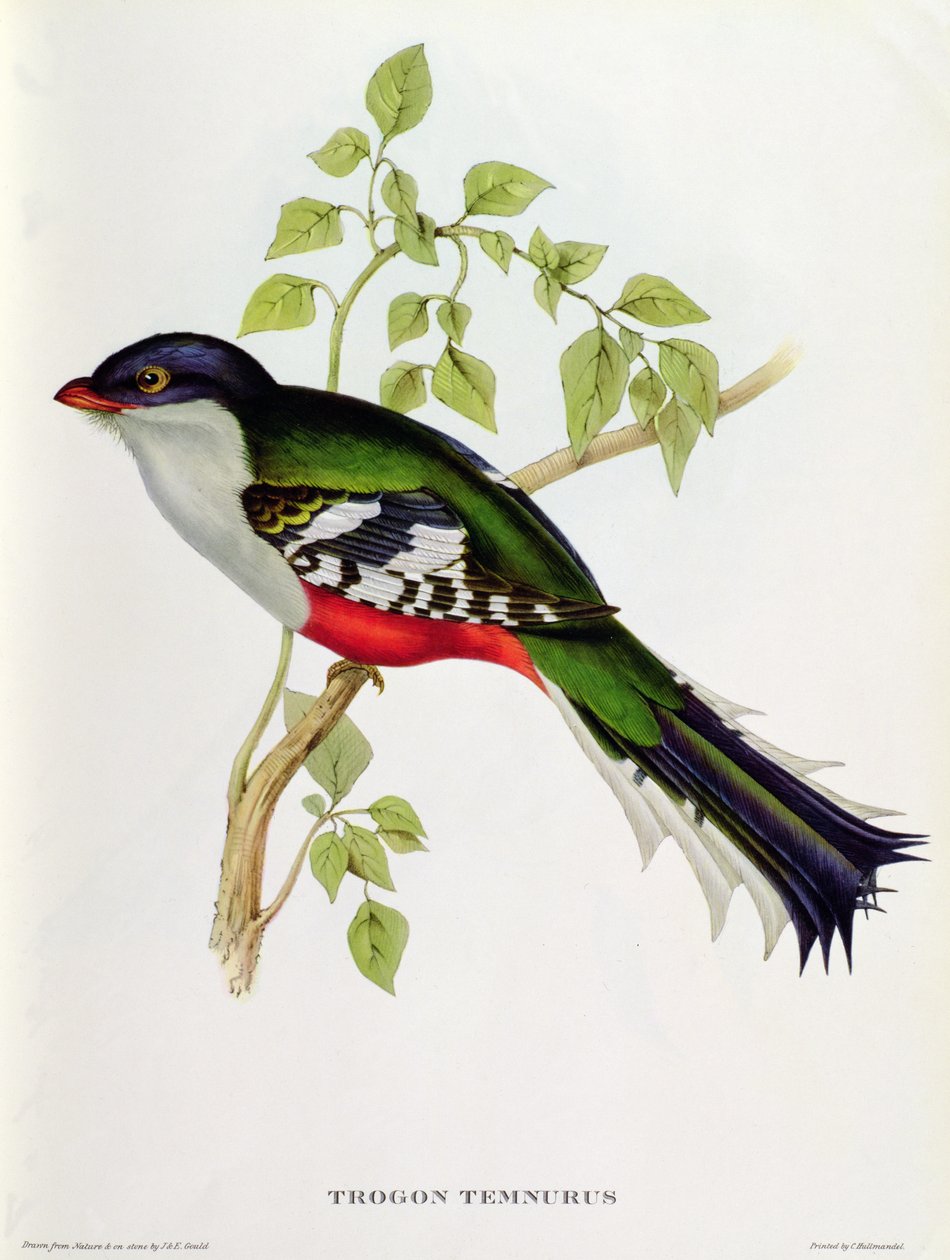 Trogon Temnurus a „Trópusi madarak”-ból, 19. század (színes litho) alkotó: John Gould
