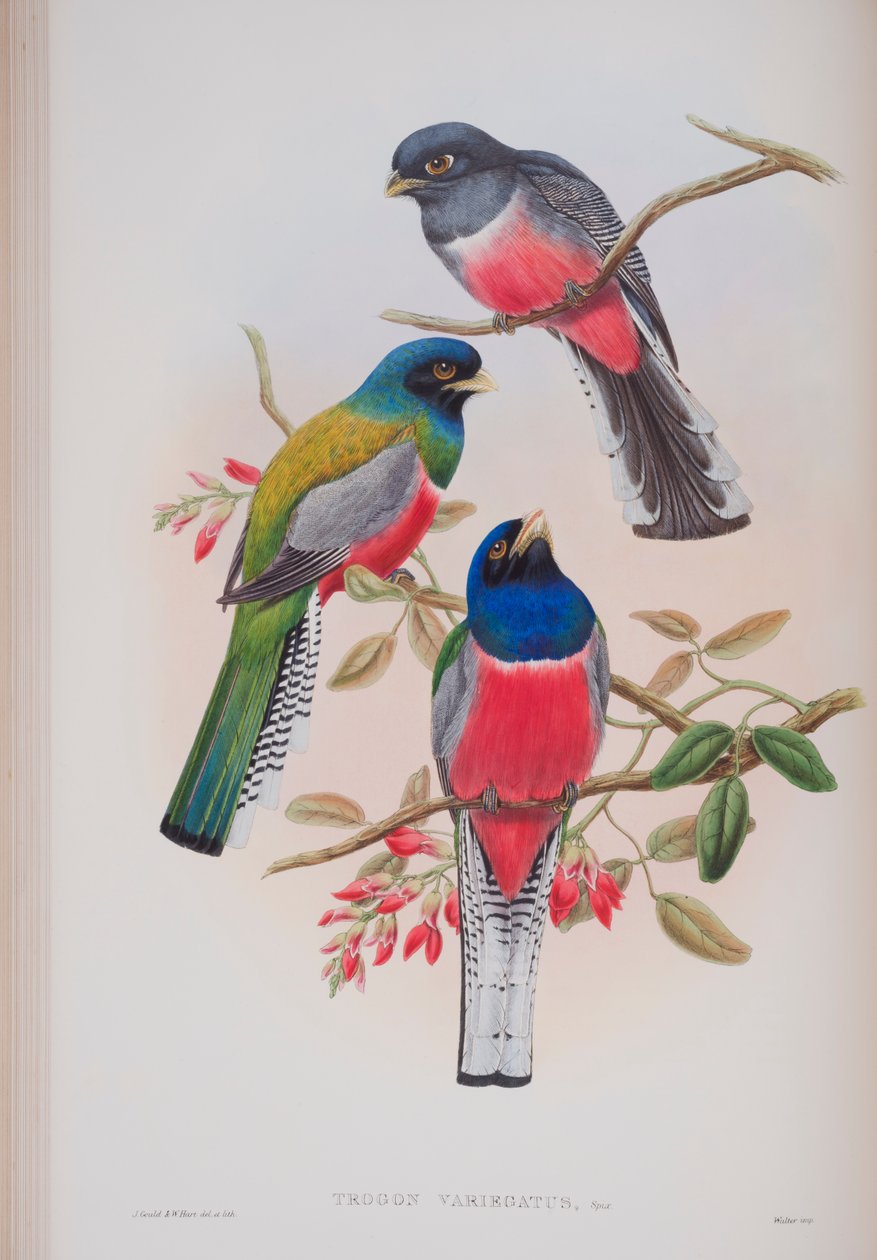 Trogon Variegatus, lemez a The Birds of Great Britain-ből, John Gouldtól, 1862-73 között (kézzel színezett litó) alkotó: John Gould