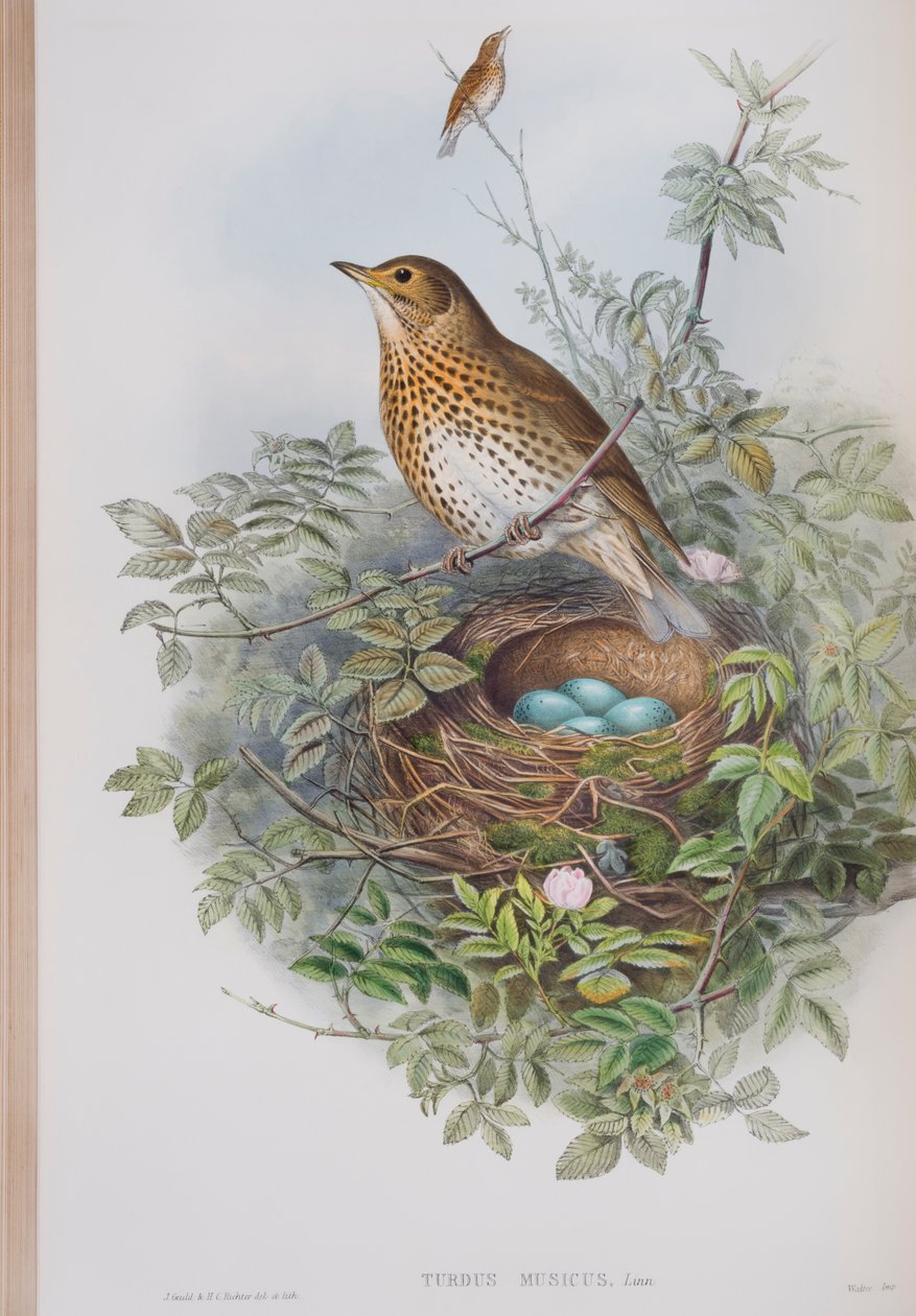 Turdus Musicus, lemez a The Birds of Great Britain-ből, John Gouldtól, 1862-73 (kézzel színezett litó) alkotó: John Gould