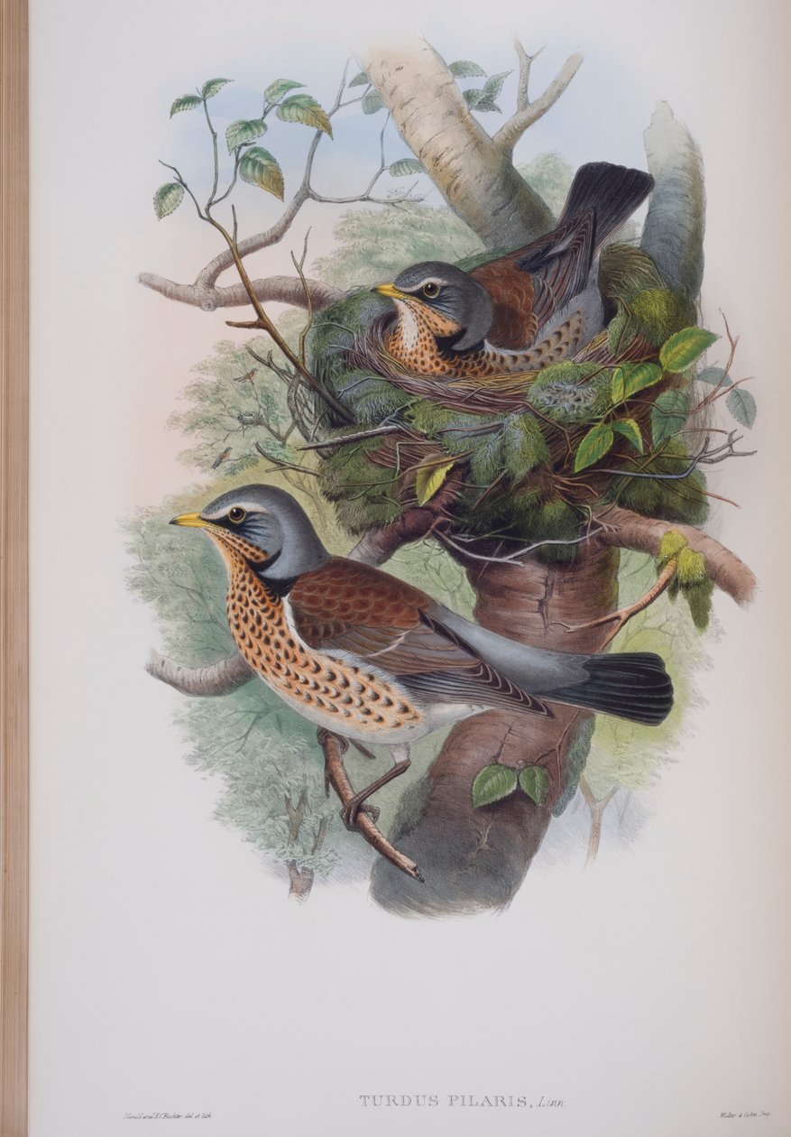 Turdus Pilaris, tányér a The Birds of Great Britainből, John Gouldtól, 1862-73 között (kézzel színezett litó) alkotó: John Gould