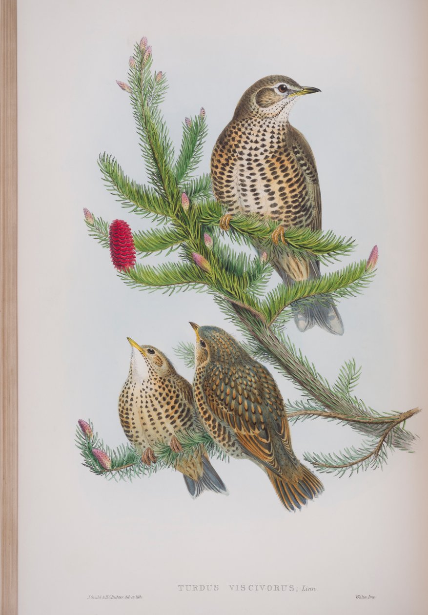 Turdus Viscivorus, tányér a The Birds of Great Britain-ből, John Gouldtól, 1862-73 (kézzel színezett litó) alkotó: John Gould