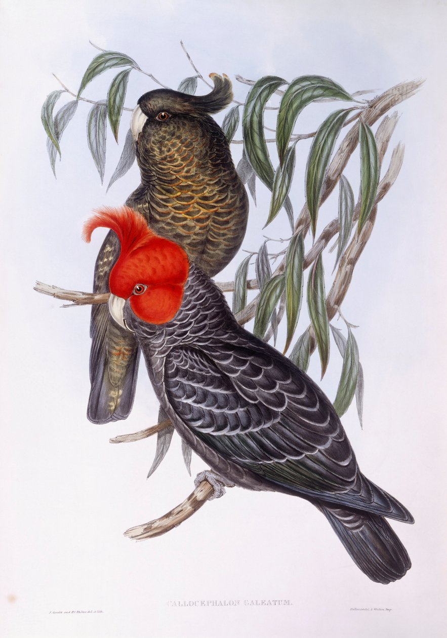 Két papagáj ágon ácsorogva, metszet alkotó: John Gould