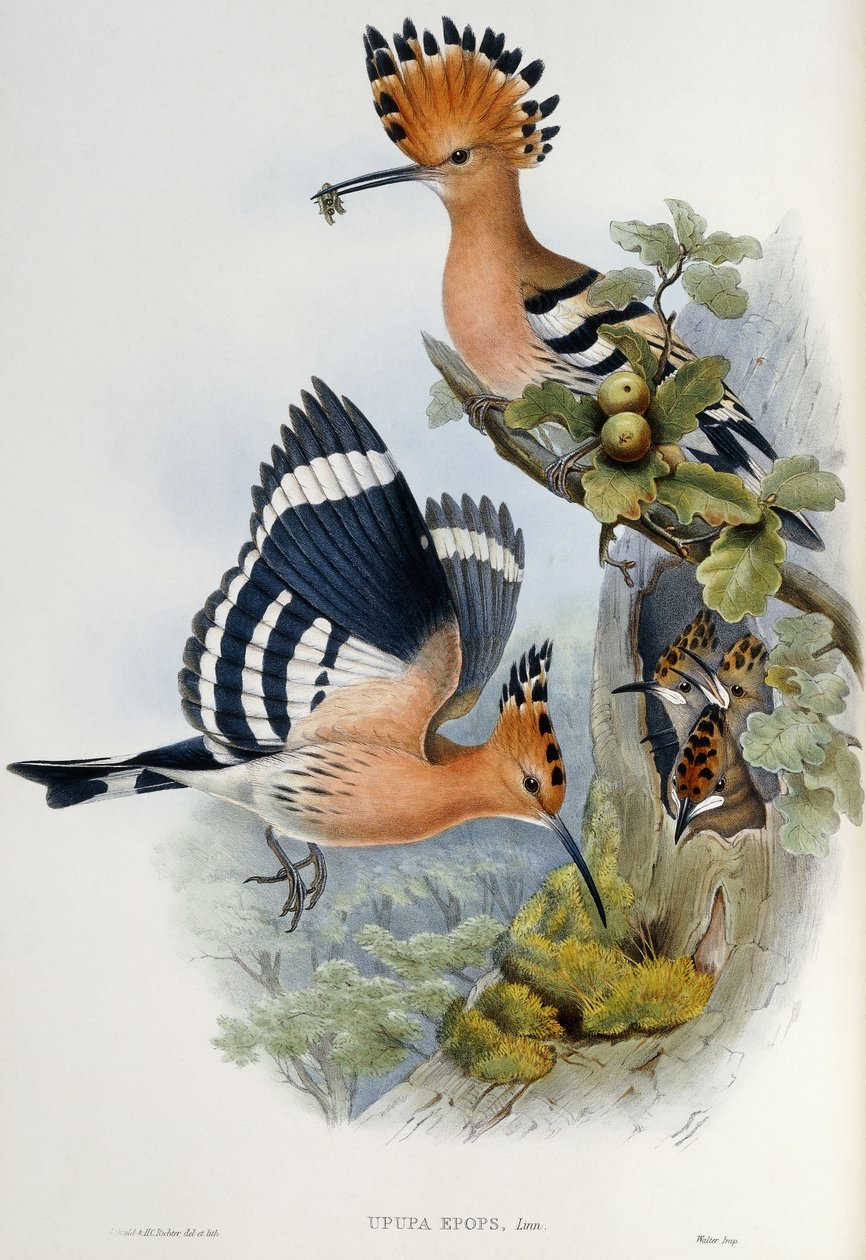 Upupa Epops alkotó: John Gould