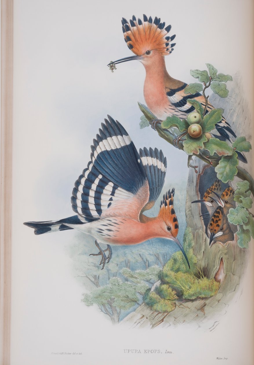Upupa Epops, tányér a The Birds of Great Britainből, John Gouldtól, 1862-73 között (kézzel színezett litho) alkotó: John Gould