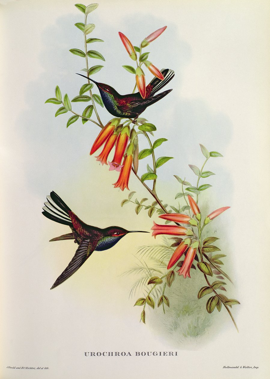 Urochroa Bougieri alkotó: John Gould
