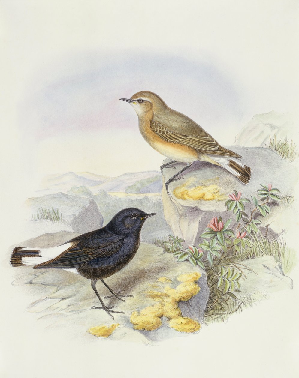 Változó búzafa (Oenanthe picata), John Gould metszete alkotó: John Gould