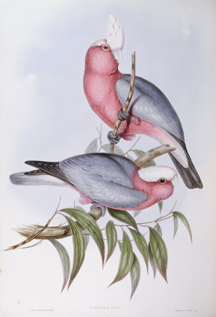 Lila nyakú lory (Eos squamata), metszet John Gouldtól alkotó: John Gould