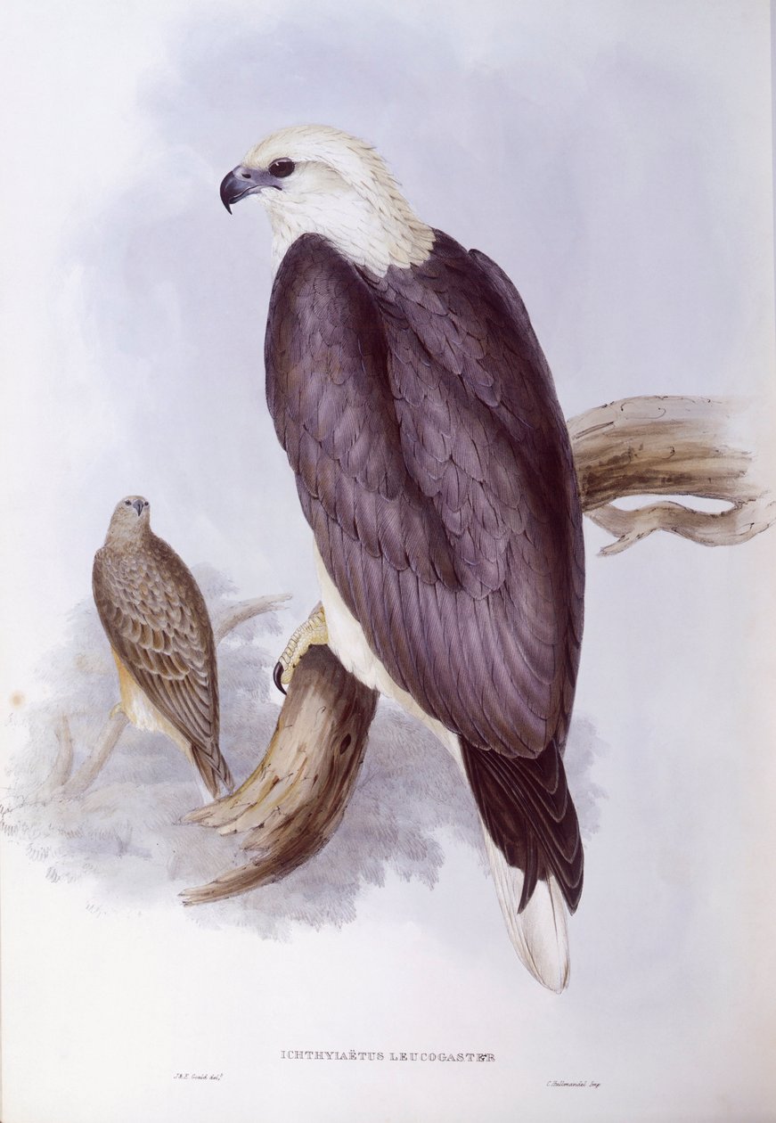 Fehérhasú halasas (Haliaeetus leucogaster), John Gould metszet alkotó: John Gould