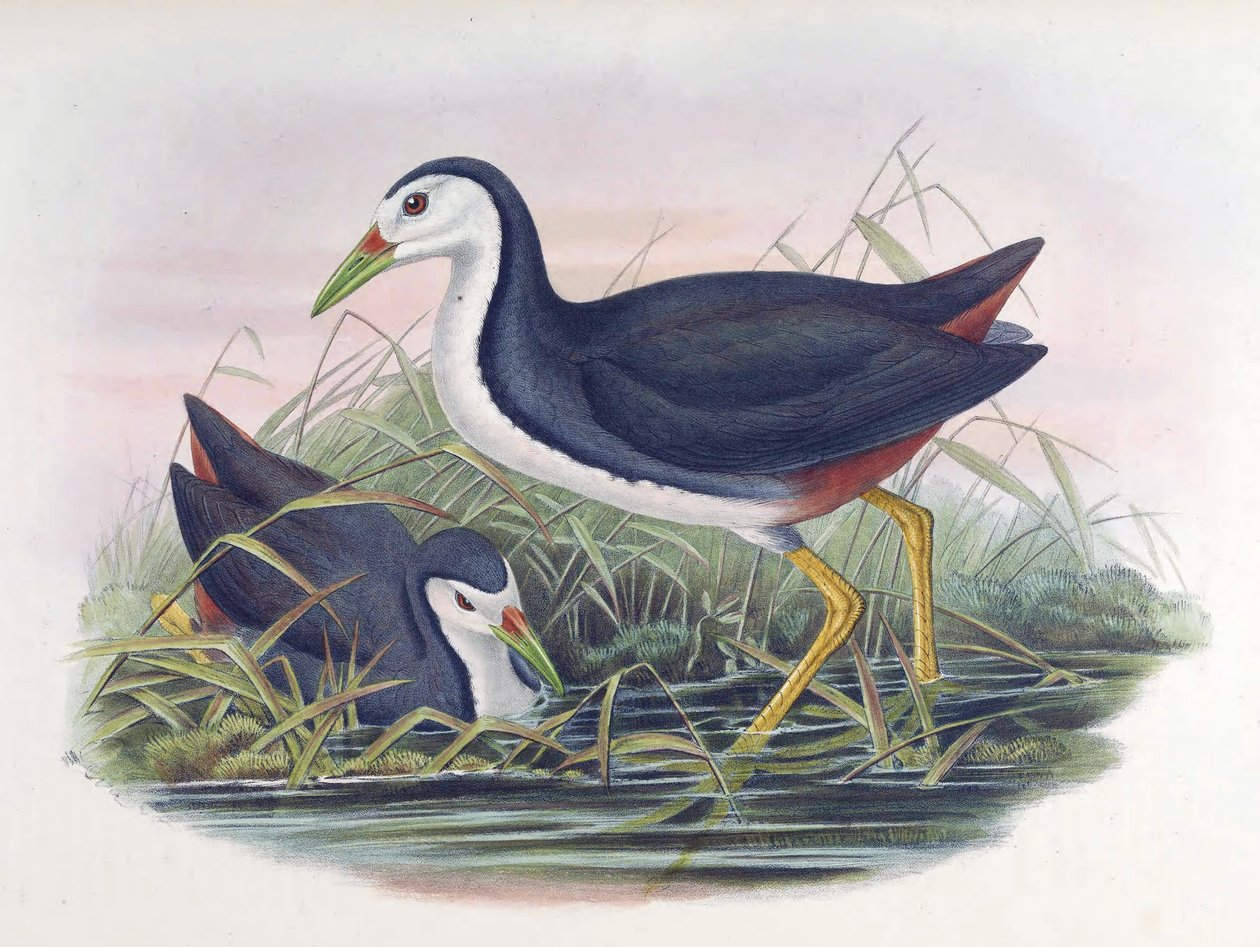Fehérmellű vízimadár Amaurornis phoenicurus (László) alkotó: John Gould