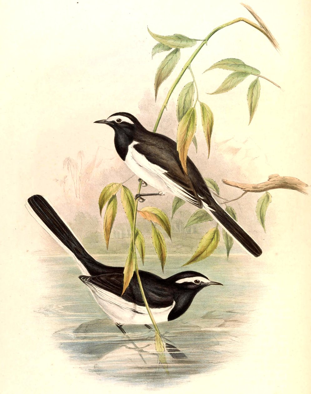 Fehér szemöldökű wagtail (Large Pied Wagtail) Motacilla maderaspatensis Gmelin alkotó: John Gould