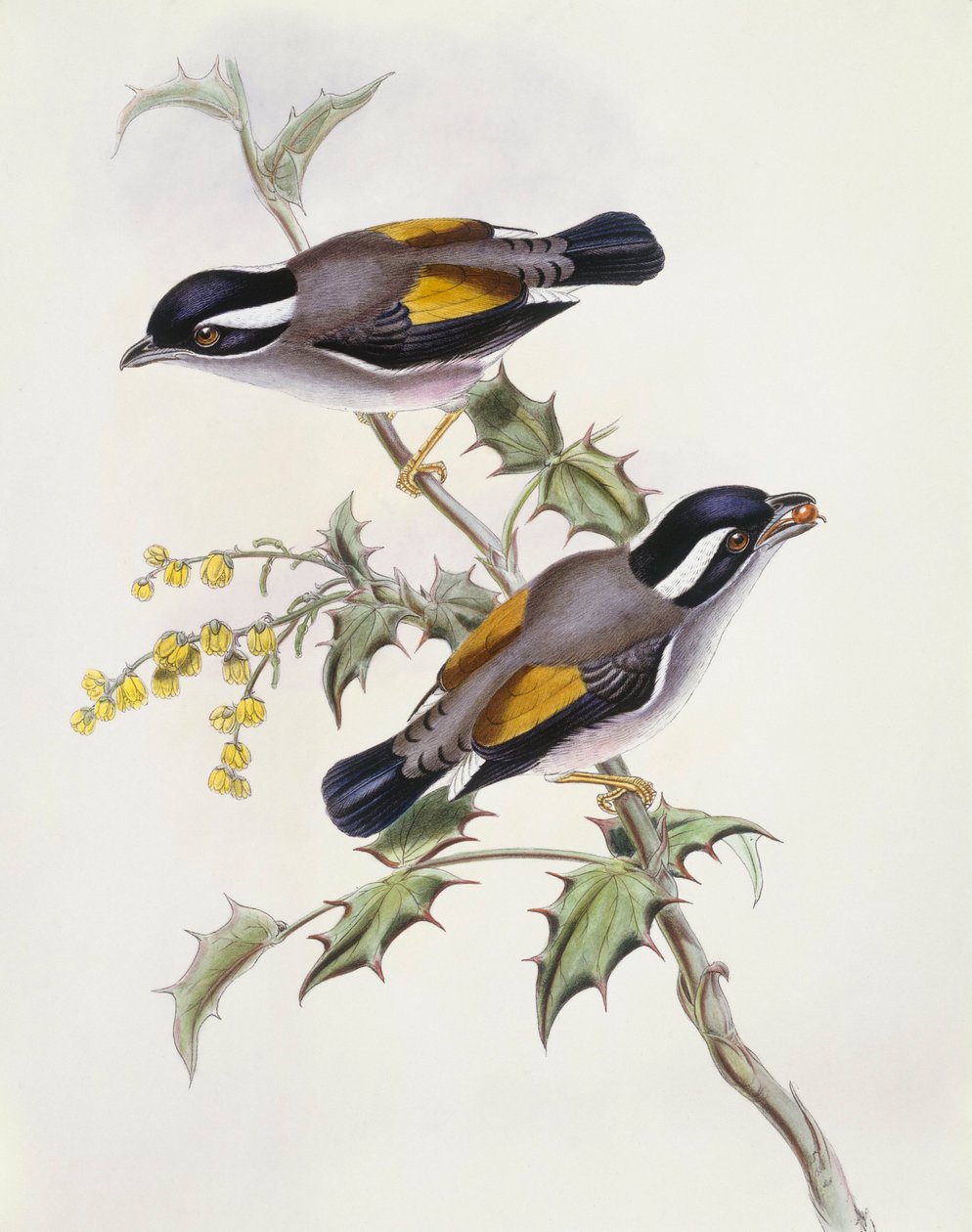 Fehér szemöldökű cickány (Pteruthius flaviscapis), John Gould metszet alkotó: John Gould