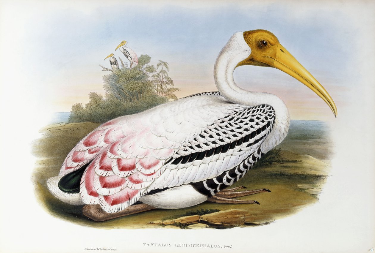 fehérfejű íbisz; Tantalus Leucocephalus, 1850-1873 körül alkotó: John Gould
