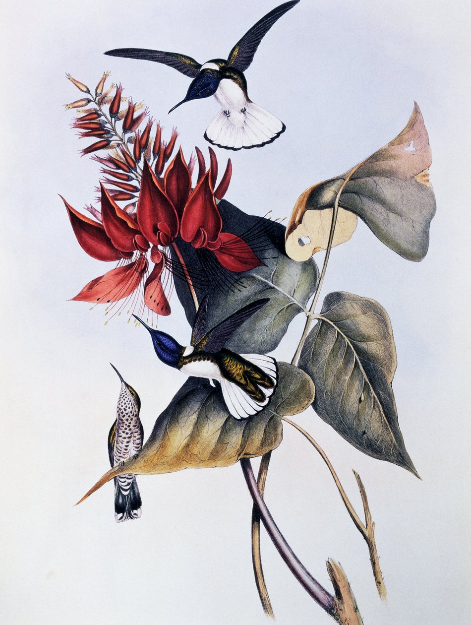 Fehérnyakú jakobinus (Florisuga mellivora), metszet a Trochilidae vagy Kolibri monográfiájából (1849-1861), John Gould (1804-1881) alkotó: John Gould