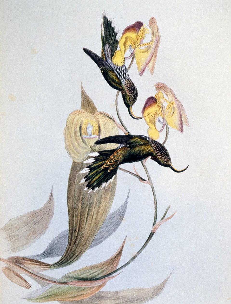 Fehérhegyű sarlócsőrű (Eutoxeres aquila) alkotó: John Gould