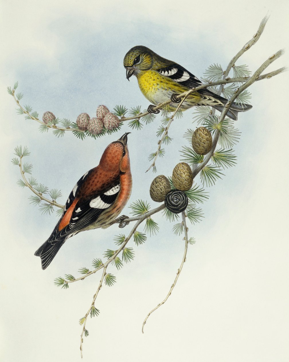 Fehérszárnyú keresztcsőrű (Loxia leucoptera), John Gould metszete alkotó: John Gould