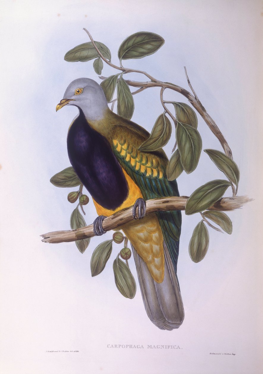 Wompoo gyümölcsgalamb (Ptilinopus magnificus), John Gould metszete alkotó: John Gould