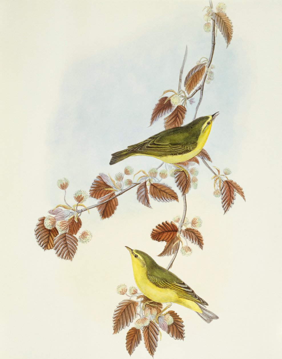 Erdei poszáta (Phylloscopus sibilatrix), John Gould metszete alkotó: John Gould