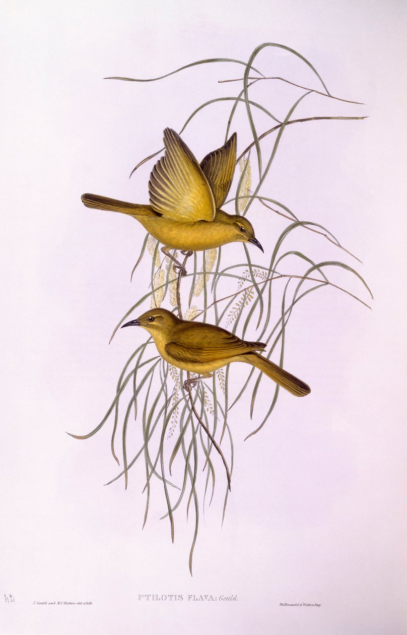 Sárga mézevő (Lichenostomus flavus), John Gould metszete alkotó: John Gould