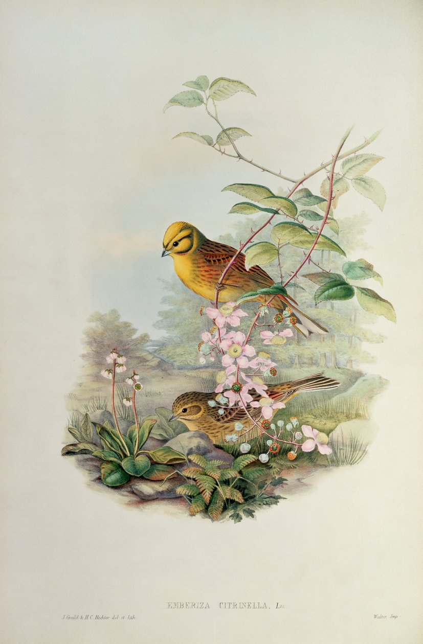 Citromsármány alkotó: John Gould