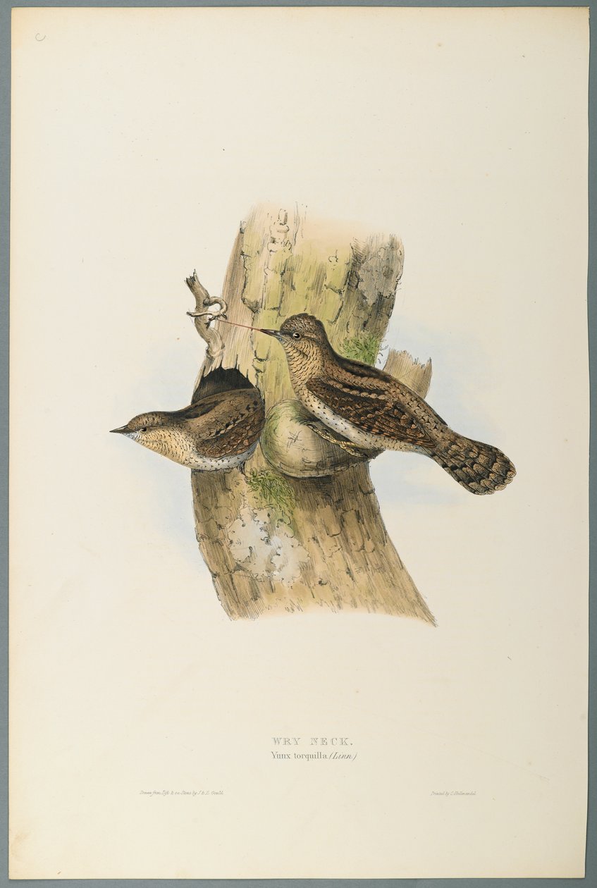 Yunx Torquilla: Wry Neck (színes lito szőtt papíron) alkotó: John Gould
