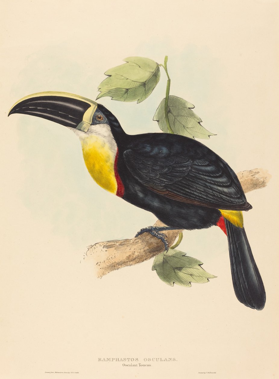 Megcsókolni a tukánt alkotó: John Gould and Elizabeth Gould