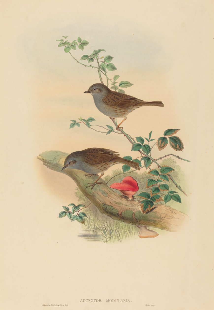 Accentor modularis (Dunnock) alkotó: John Gould and H.C. Richter