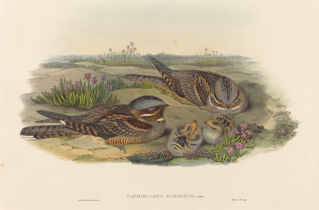 Caprimulgus europaeus (Nightjar) alkotó: John Gould and H.C. Richter
